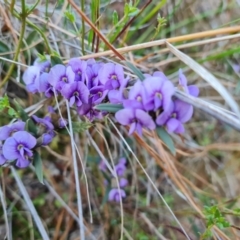 Hovea heterophylla at Jerrabomberra, ACT - 21 Jul 2023 04:19 PM