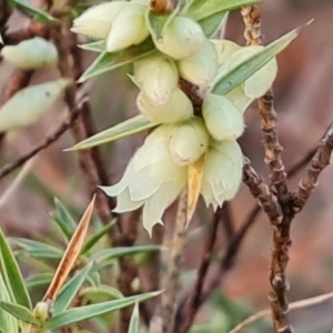 Melichrus urceolatus at Jerrabomberra, ACT - 21 Jul 2023