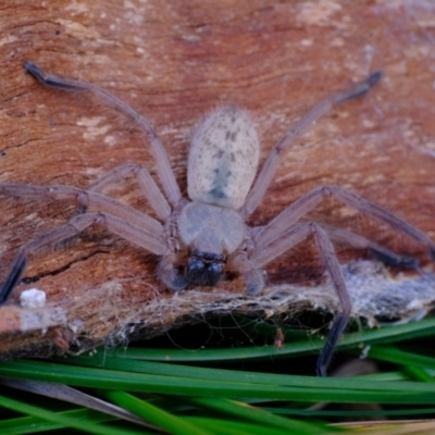Delena cancerides (Social huntsman spider) at Molonglo River Reserve - 21 Jul 2023 by Kurt