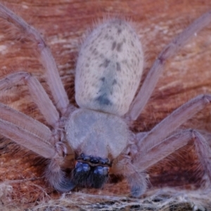 Delena cancerides at Belconnen, ACT - 21 Jul 2023