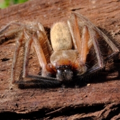 Delena cancerides (Social huntsman spider) at Molonglo River Reserve - 21 Jul 2023 by Kurt