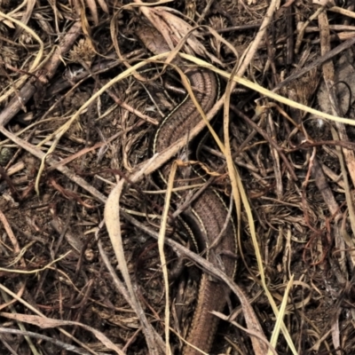 Acritoscincus duperreyi (Eastern Three-lined Skink) at Dry Plain, NSW - 19 Nov 2022 by AndyRoo