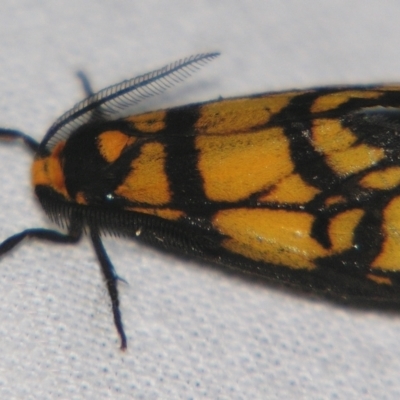 Asura bipars (Asura bipars) at Sheldon, QLD - 30 Mar 2007 by PJH123