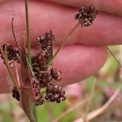 Luzula densiflora (Dense Wood-rush) at Dry Plain, NSW - 19 Nov 2022 by AndyRoo