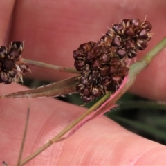 Luzula densiflora at Dry Plain, NSW - 19 Nov 2022 12:48 PM