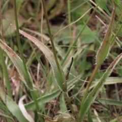 Luzula densiflora at Dry Plain, NSW - 19 Nov 2022 12:48 PM