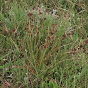 Luzula densiflora at Dry Plain, NSW - 19 Nov 2022 12:48 PM