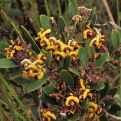 Daviesia mimosoides subsp. mimosoides at Dry Plain, NSW - 19 Nov 2022 by AndyRoo