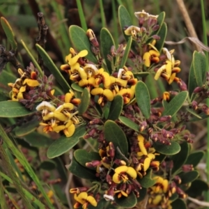 Daviesia mimosoides subsp. mimosoides at Dry Plain, NSW - 19 Nov 2022