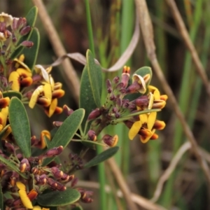 Daviesia mimosoides subsp. mimosoides at Dry Plain, NSW - 19 Nov 2022