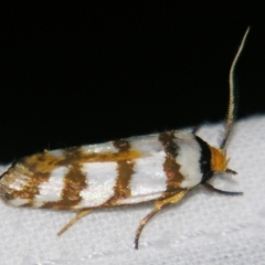 Cryptophasa tetrazona (A Xyloryctid moth) at Sheldon, QLD - 30 Mar 2007 by PJH123