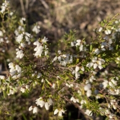 Cryptandra amara (Bitter Cryptandra) at Nicholls, ACT - 21 Jul 2023 by gavinlongmuir