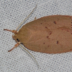 Garrha leucerythra (A concealer moth) at Sheldon, QLD - 30 Mar 2007 by PJH123