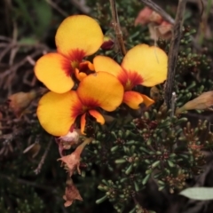 Dillwynia prostrata (Matted Parrot-pea) at Dry Plain, NSW - 19 Nov 2022 by AndyRoo