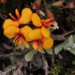 Dillwynia prostrata at Dry Plain, NSW - 19 Nov 2022