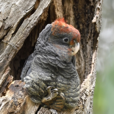 Callocephalon fimbriatum (Gang-gang Cockatoo) at Aranda Bushland - 24 Jan 2022 by davidcunninghamwildlife