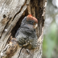 Callocephalon fimbriatum at Belconnen, ACT - suppressed