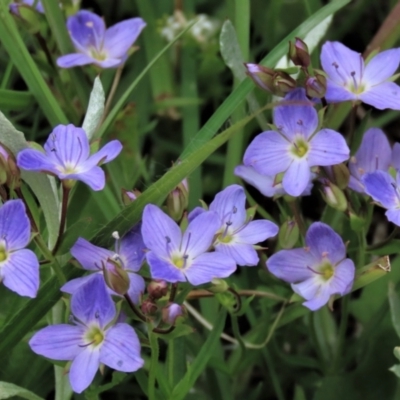 Veronica gracilis (Slender Speedwell) at Dry Plain, NSW - 19 Nov 2022 by AndyRoo