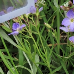 Veronica gracilis at Dry Plain, NSW - 19 Nov 2022