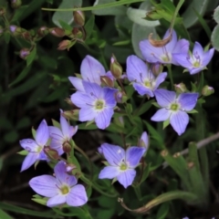 Veronica gracilis at Dry Plain, NSW - 19 Nov 2022 02:34 PM