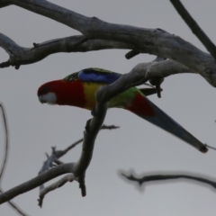 Platycercus eximius (Eastern Rosella) at Tharwa Bridge - 21 Jul 2023 by RodDeb