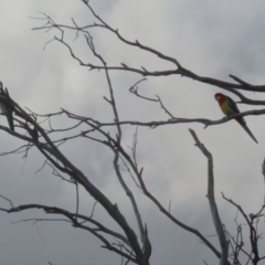 Platycercus eximius at Gordon, ACT - 21 Jul 2023 02:03 PM