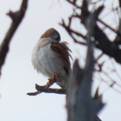 Falco cenchroides at Gordon, ACT - 21 Jul 2023 02:09 PM