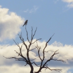 Falco cenchroides at Gordon, ACT - 21 Jul 2023 02:09 PM