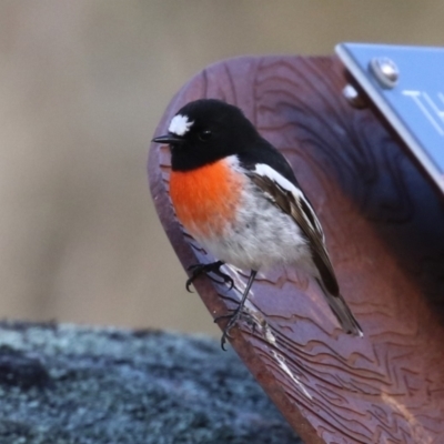 Petroica boodang (Scarlet Robin) at Namadgi National Park - 21 Jul 2023 by RodDeb