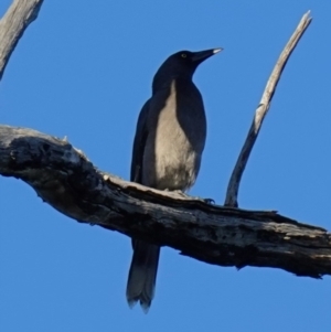 Strepera versicolor at Stromlo, ACT - 17 Apr 2023