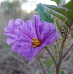 Solanum cinereum at Denman Prospect, ACT - 17 Apr 2023 05:10 PM