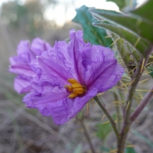 Solanum cinereum at Denman Prospect, ACT - 17 Apr 2023 05:10 PM