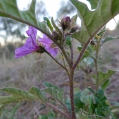 Solanum cinereum at Denman Prospect, ACT - 17 Apr 2023