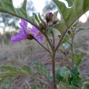 Solanum cinereum at Denman Prospect, ACT - 17 Apr 2023 05:10 PM