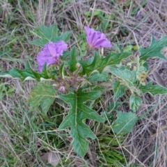 Solanum cinereum at Denman Prospect, ACT - 17 Apr 2023