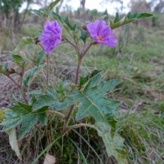 Solanum cinereum at Denman Prospect, ACT - 17 Apr 2023 05:10 PM