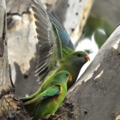 Lathamus discolor (Swift Parrot) at Katoomba Park, Campbell - 10 May 2022 by davidcunninghamwildlife