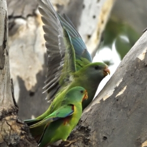 Lathamus discolor at Campbell, ACT - 11 May 2022