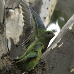 Lathamus discolor at Campbell, ACT - 11 May 2022