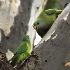 Lathamus discolor at Campbell, ACT - 11 May 2022