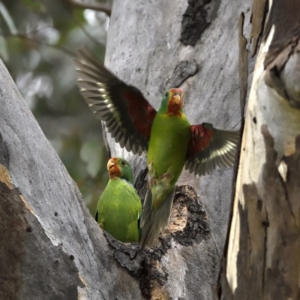 Lathamus discolor at Campbell, ACT - suppressed