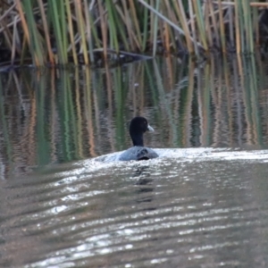 Fulica atra at Mongarlowe, NSW - 21 Jul 2023