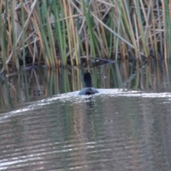 Fulica atra at Mongarlowe, NSW - 21 Jul 2023