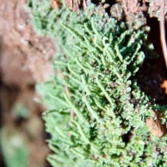 Unidentified Lichen, Moss or other Bryophyte by LisaH