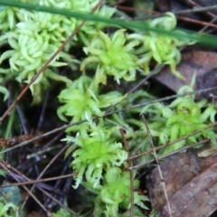 Unidentified Lichen, Moss or other Bryophyte by LisaH