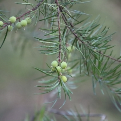 Persoonia linearis (Narrow-leaved Geebung) at Moruya, NSW - 21 Jul 2023 by LisaH