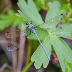 Griseargiolestes intermedius (Alpine Flatwing) at Paddys River, ACT - 29 Dec 2022 by KorinneM