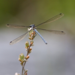 Griseargiolestes intermedius at Paddys River, ACT - 29 Dec 2022