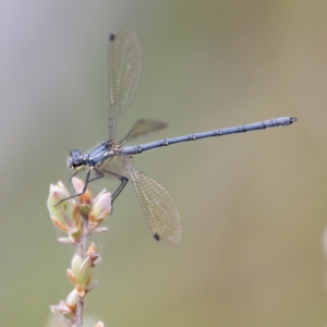 Griseargiolestes intermedius at Paddys River, ACT - 29 Dec 2022