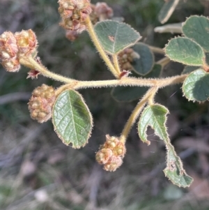 Pomaderris eriocephala at Uriarra, NSW - 21 Jul 2023 12:40 PM